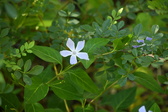 Enlarge photo 429