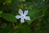 Enlarge photo 430
