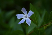Enlarge photo 439