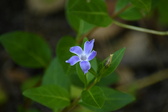 Enlarge photo 442