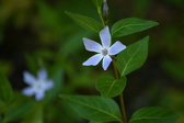 Enlarge photo 445