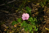 Enlarge photo 458