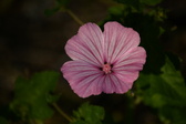 Enlarge photo 459