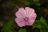 Enlarge photo 463