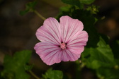 Enlarge photo 464