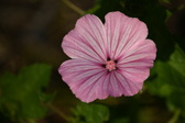 Enlarge photo 465