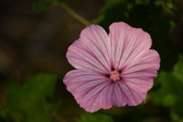 Enlarge photo 467