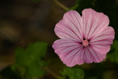 Enlarge photo 468