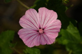 Enlarge photo 469