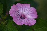 Enlarge photo 471