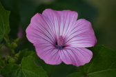 Enlarge photo 473
