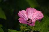 Enlarge photo 476