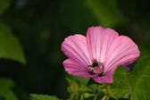 Enlarge photo 477