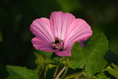 Enlarge photo 478
