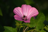 Enlarge photo 479