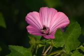 Enlarge photo 480