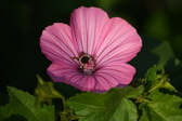 Enlarge photo 481