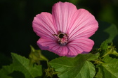 Enlarge photo 482