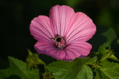 Enlarge photo 483