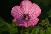 Enlarge photo 484
