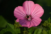 Enlarge photo 485