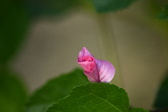 Enlarge photo 489