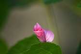 Enlarge photo 490