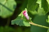 Enlarge photo 491