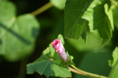 Enlarge photo 492