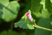 Enlarge photo 493
