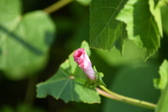 Enlarge photo 494