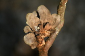 Enlarge photo 496