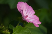 Enlarge photo 497