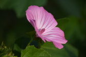 Enlarge photo 498