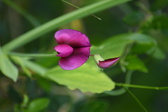 Enlarge photo 507