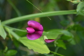 Enlarge photo 509