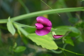Enlarge photo 511