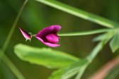 Enlarge photo 513