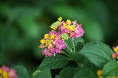 Enlarge photo 575
