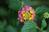 Enlarge photo 580