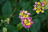 Enlarge photo 581