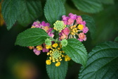Enlarge photo 582