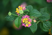 Enlarge photo 583