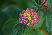 Enlarge photo 585