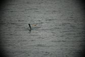 Enlarge photo 119
