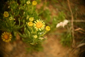 Enlarge photo 175