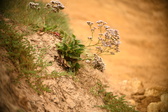 Enlarge photo 187