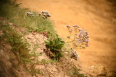Enlarge photo 188