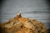 Enlarge photo 217