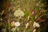 Enlarge photo 323